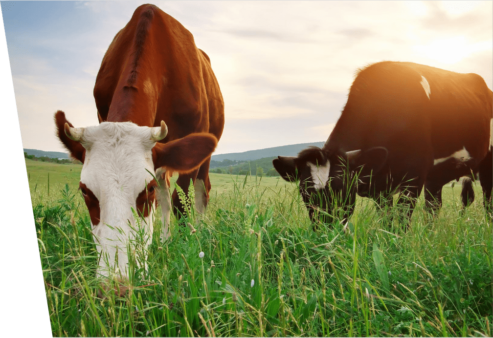 cows eating grass