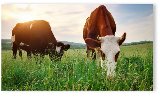 cows eating grass