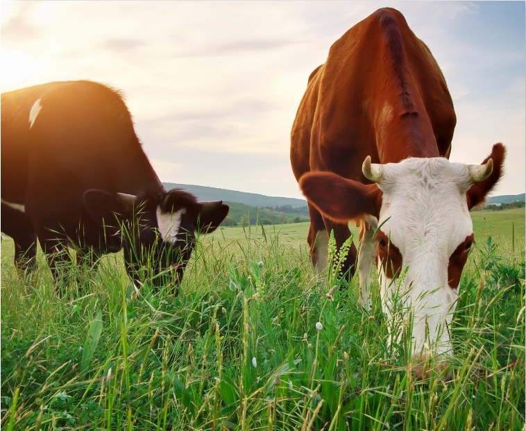 cows eating grass